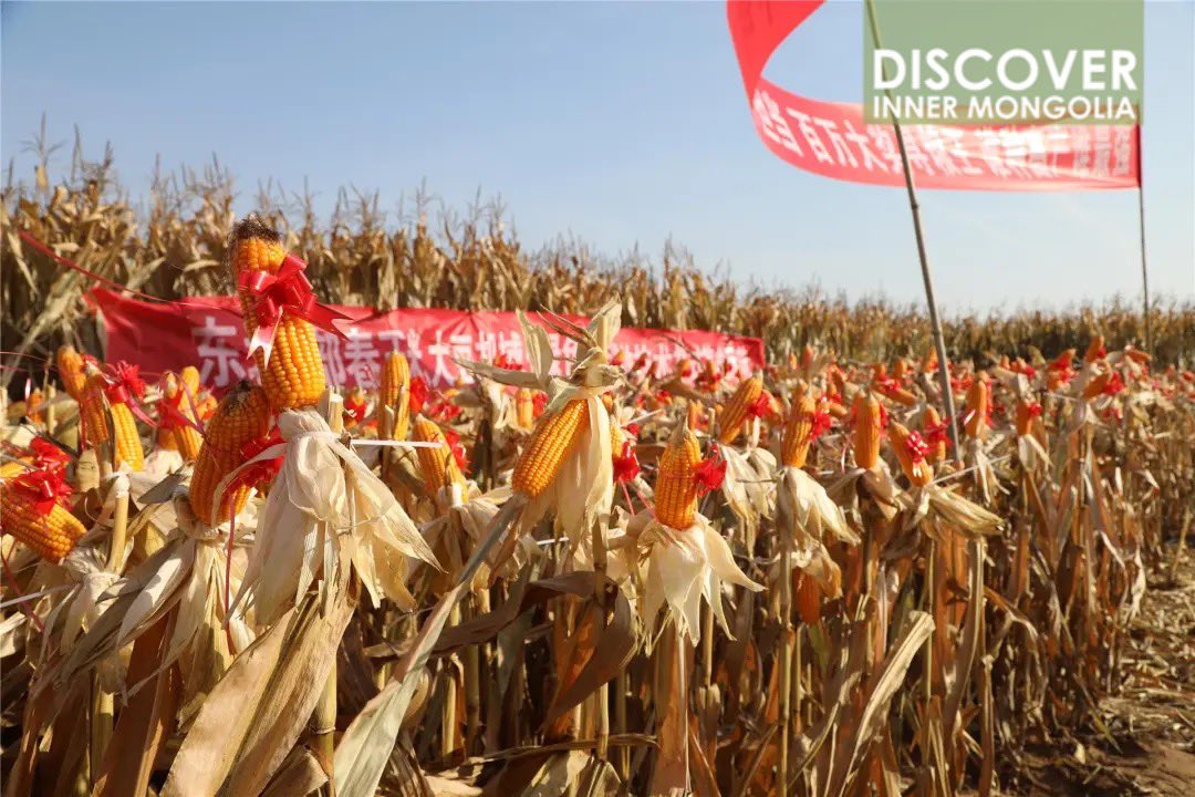 蒙古　モンゴル Inner Mongolia China on X