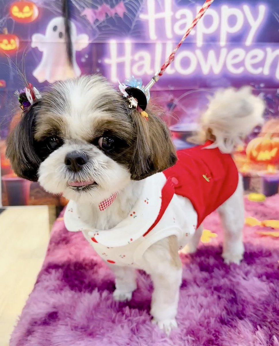 シーズーのお嬢さん (@Ojousan_ShihTzu) / Posts / X