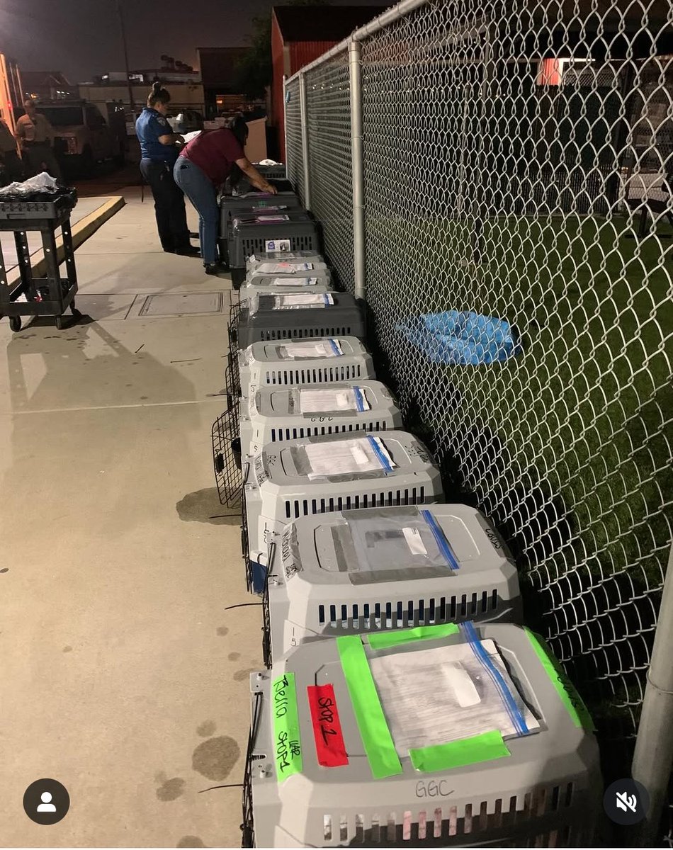 mapleveewesem's tweet photo. It took CAROL #A5726433 8 days to leave Downey after her hold - she was one of the first dogs selected for out or state transfer.
21 dogs &amp; 4 cats left for points up north. Sadly, we don't know where she is to continue following her. https://t.co/HM4jSaQeoT