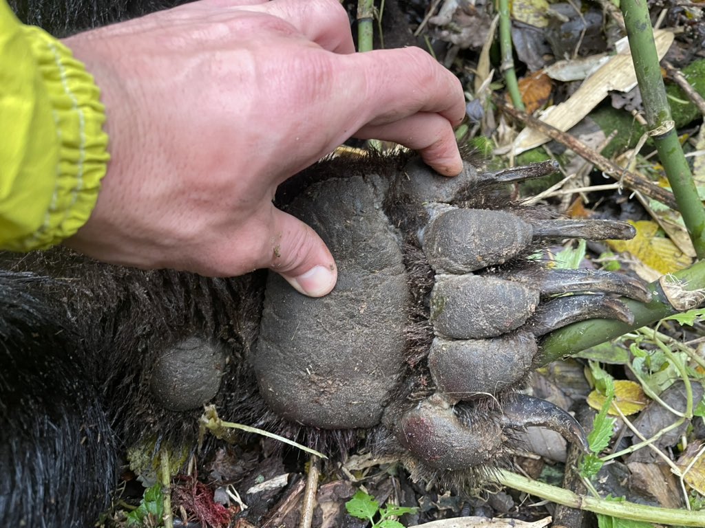 ФдФ(サツネコ)Фω'Ф；［或は碧泉亭］ (@zipcode001) / Posts / X