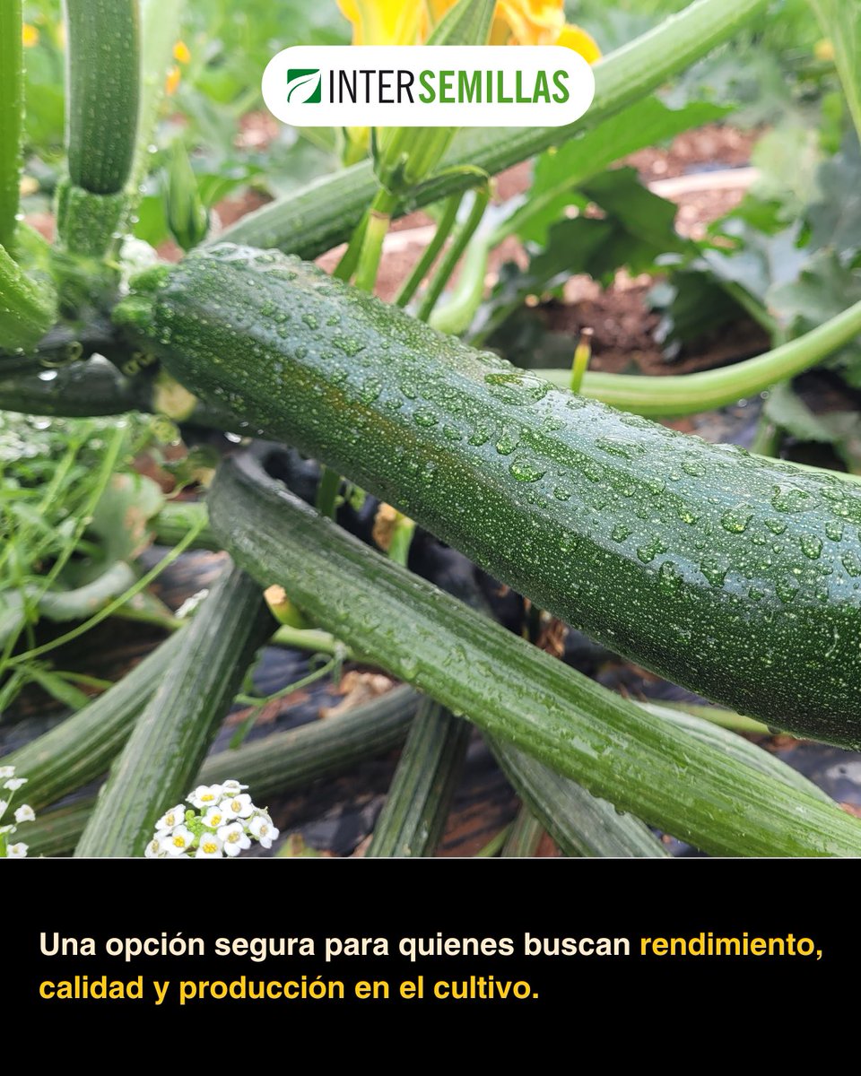💚 CALABACÍN COLEMAN – Calidad y producción desde el campo 🌱

En Fuente Victoria (Sierra de Almería), con trasplante el 25 de agosto de 2025, seguimos observando el excelente comportamiento de COLEMAN en cultivo ecológico.