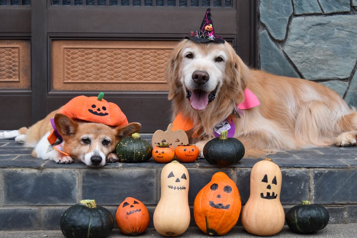 ハロウィン🎃
畑で採れたかぼちゃさん達と
愉快な仲間達🎃