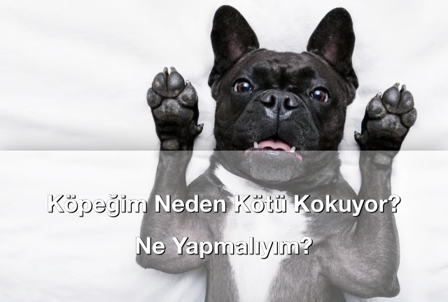 Köpeğim Neden Kötü Kokuyor? Ne Yapmalıyım?
bilgi.net/2025/10/kopegi…

#bilgi #bilgisitesi #bilginet #hayvanlaralemi