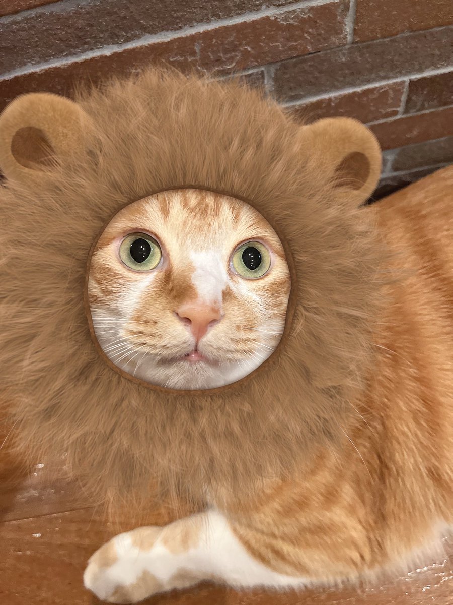 ハロウィン、虎鉄、蓮、チャ🤣