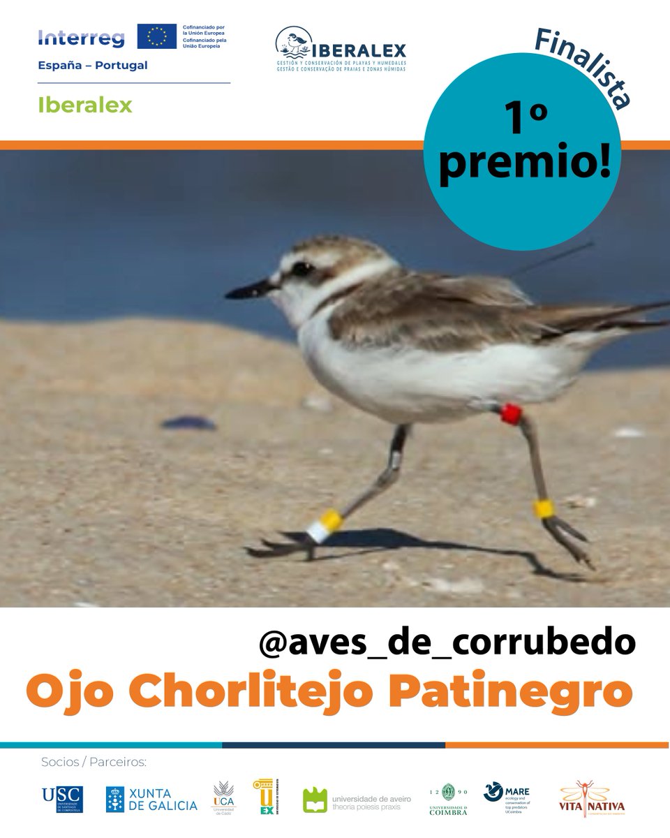Iberalex_Poctep's tweet photo. ¡Ya tenemos ganadores del #ConcursoFotográfico IBERALEX!🏆
 🥇 @aves_de_corrubedo
 🥈 @chorlitejo.patinegro
 🥉 @fer_briding
Gracias por tanta participación y por mostrar la belleza del Chorlitejo Patinegro🐦
 📩 Contactaremos con los ganadores para enviar sus premios esta semana https://t.co/XNkW6SJu4y