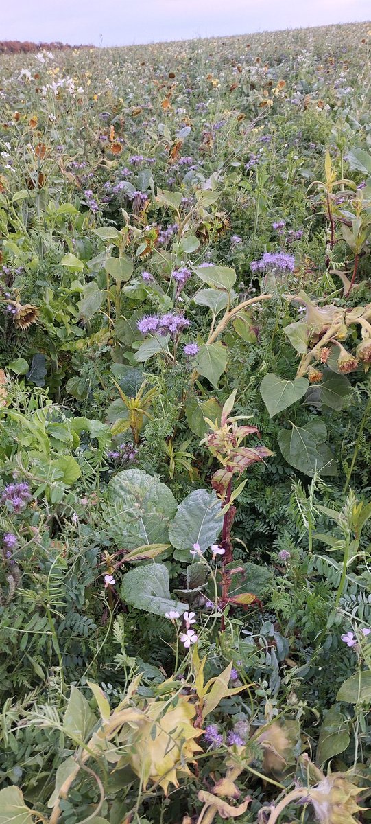 Un couvert pour protéger le sol et dynamiser la vie du sol....marre d entendre que les sols sont.morts.tremie <a href="/Amazone/">AMAZONEN-WERKE H. DREYER SE & Co. KG</a> semoir à dent Jammet a echilleuse 👌