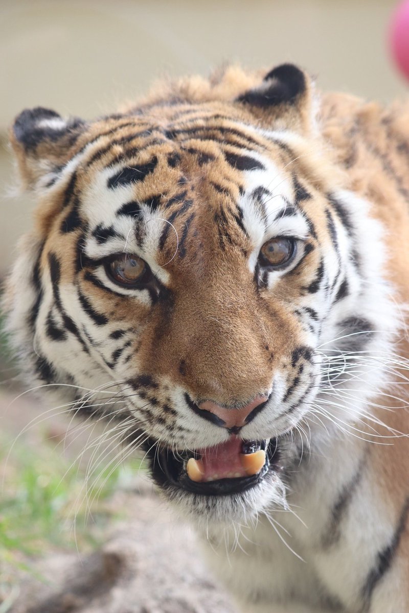 くまころう triboxストア / ShengShou 8x8x8 Stickerless