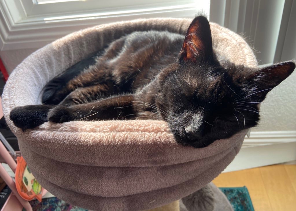 Happy Hallowinnie everyone🐈‍⬛🖤🐾🎃 Halloween is Winnie’s 18th birthday! When she got diagnosed, I hoped she’d make it to her birthday.. happy she did.
Happy birthday my sweet baby lady I will love you forever and ever until the sun explodes. 18 years with you isn’t enough🖤