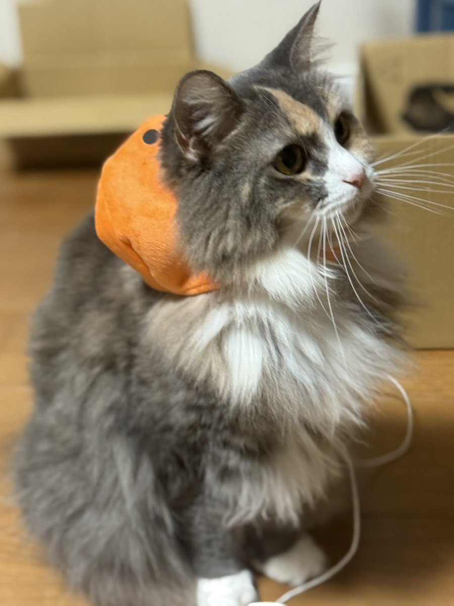 ハロウィンですね🎃
一枚目の銀太君は最近トイレの砂を食べて吐いてしまう😫　明日は病院です😮‍💨