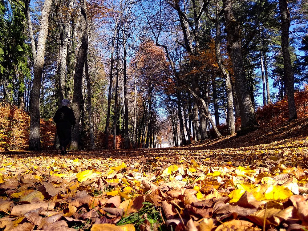 En nuestros paseos de otoño por los pueblos de Segovia, hoy llegamos a La Granja de San Ildefonso. ¿Sabías que sus jardines se inspiran en Versalles?, ¿Has visto el espectáculo de sus fuentes?, ¿Conoces los secretos del Palacio Real?
segoviaunbuenplan.com/pueblos-encant…
#Segovia