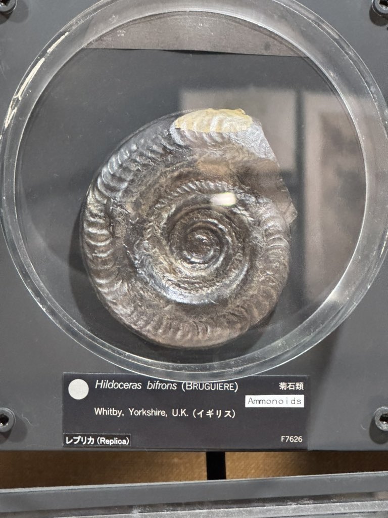 化石標本　オンコプリスティス　超特大　美麗　７５mm 化石標本 オンコプリスティス 超特大 美麗 75mm 化石標本 オンコ