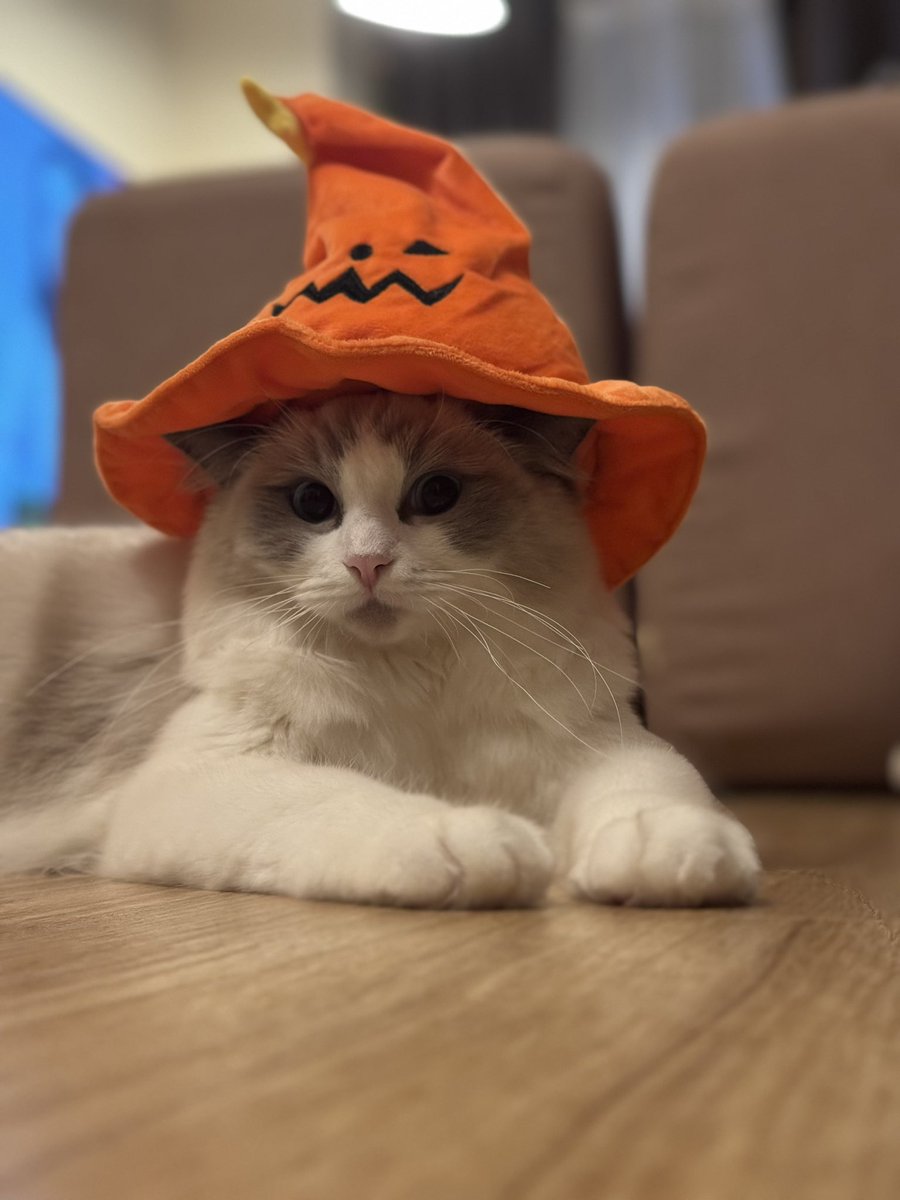 皆様、 ハッピーハロウィン🎃👻 by #アッシュ (Ash)くん。 (藤田家の