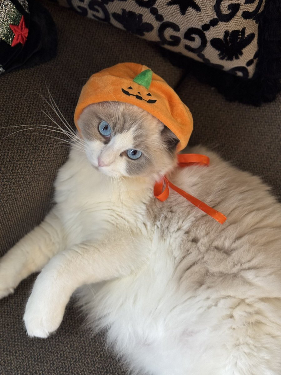 皆様、 ハッピーハロウィン🎃👻 by #アッシュ (Ash)くん。 (藤田家の