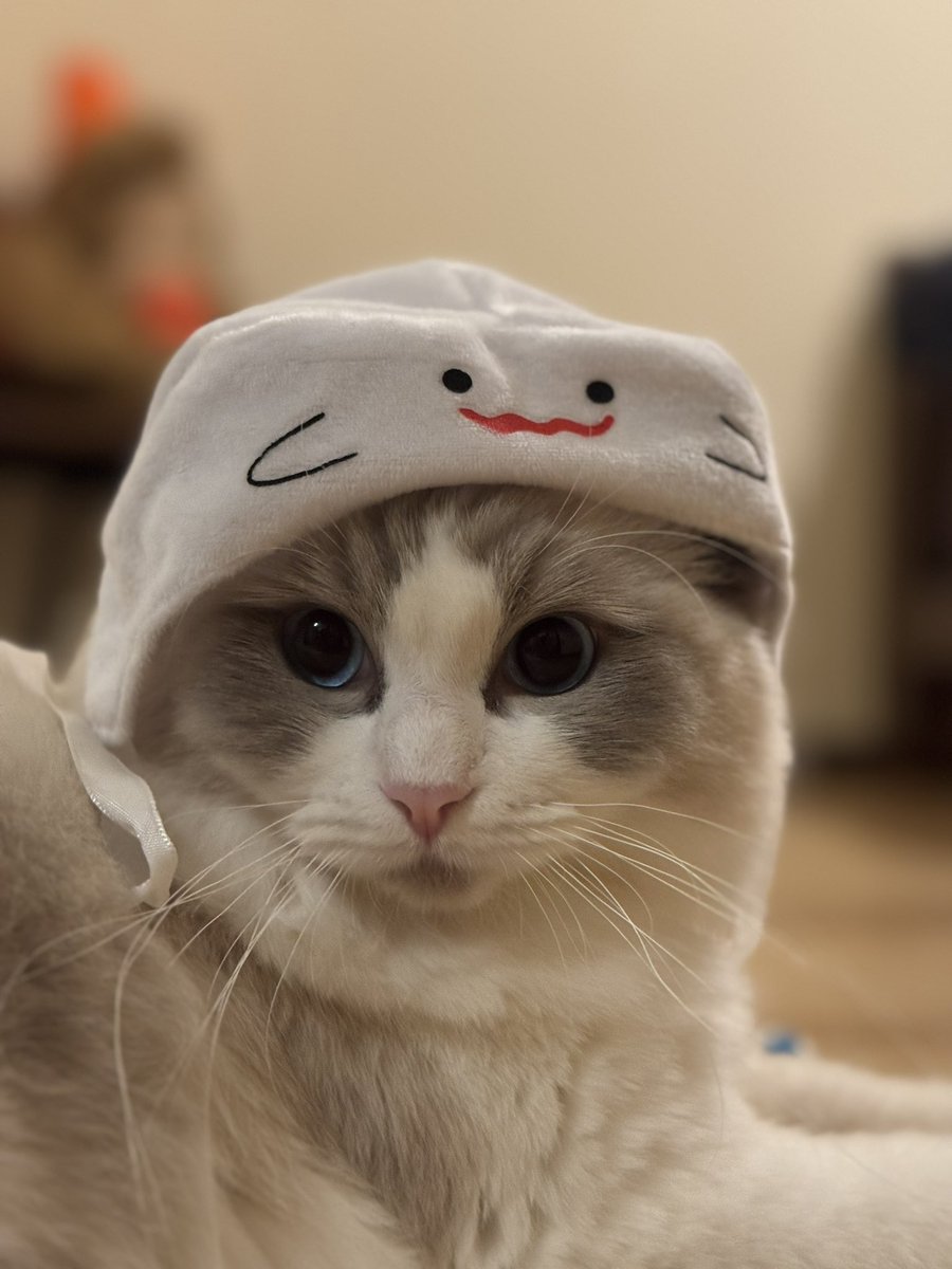 皆様、 ハッピーハロウィン🎃👻 by #アッシュ (Ash)くん。 (藤田家の