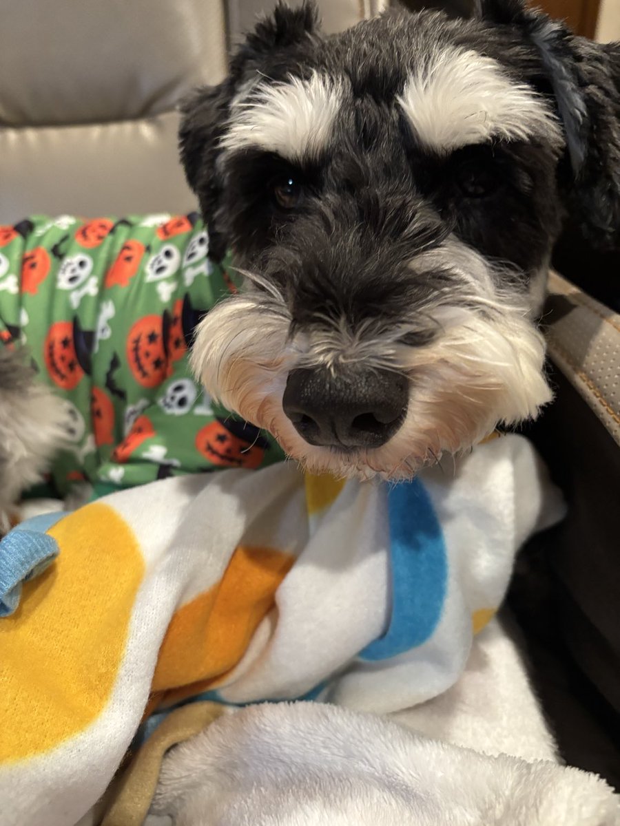 和菓子だいすき♡柴犬さん 和菓子だいすき♡柴犬さん 和菓子だいすき♡柴犬さん