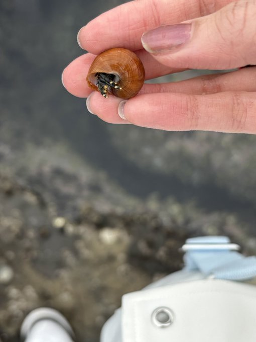 オルレア-Orlaya-のツイート