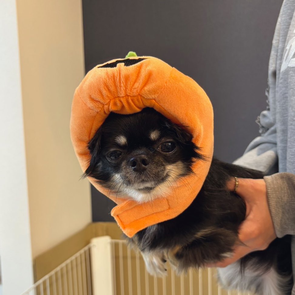 はるこです はるこ (@7hug6) / Posts / X