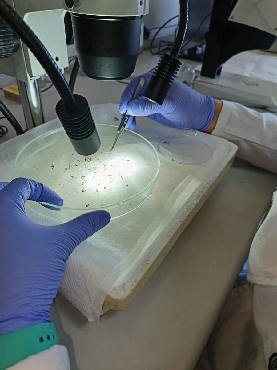 🦟 Primer positivo por Virus del Nilo Occidental (VNO) en mosquitos en la provincia de Córdoba (2025) 🦟

#VigilanciaEntomológica #VirusDelNilo #ENZOEM #SaludPública #Córdoba #DiputaciónDeCórdoba #Corvet #OneHealth #PrevenciónZoonosis #ParasitologíaUCO #GISAZ