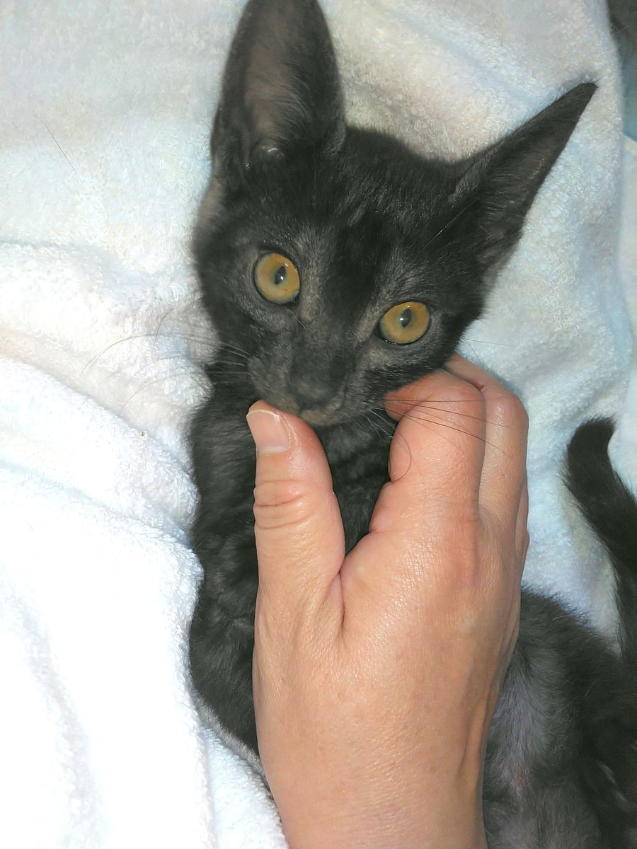 mizuchiya's tweet image. 多分8月10日くらい産まれの
サバ白♂とブラックスモークorゴーストタビー♀の里親さん募集してたりするわよ
駆虫済　母猫がFIVとFeLVは陰性だったけどもう少ししたら一応この子達も検査予定
ご検討宜しくお願いします