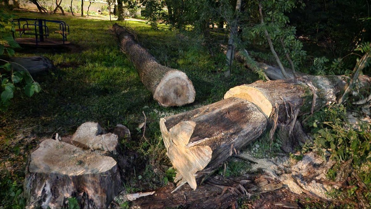 ecmo_ru's tweet image. ☝️Трое сотрудников долгопрудненского благоустройства привлечены к дисциплинарной ответственности из-за необоснованной вырубки деревьев 🔥Об этом местным активистам сообщили в прокуратуре, а документ тут: ecmo.ru/news/rubshchik… 

✅Наш канал t.me/ecmoru

#долгопрудный