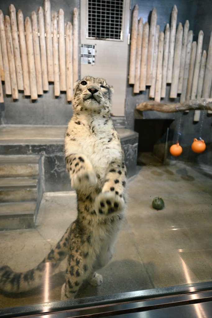 かのん@ぐんまにぃさん on X