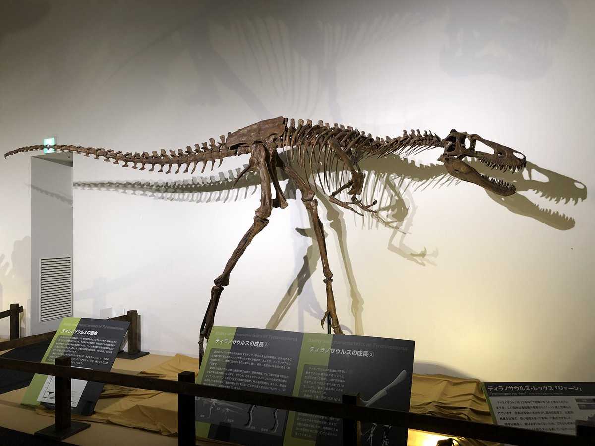 ナノティラヌス、独立種として確認 新研究がティラノサウルスとの別属