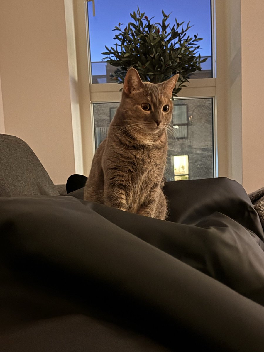 druen2's tweet photo. @TheCatsX Vera - my catniece 🥰 https://t.co/d0iYFbifD7