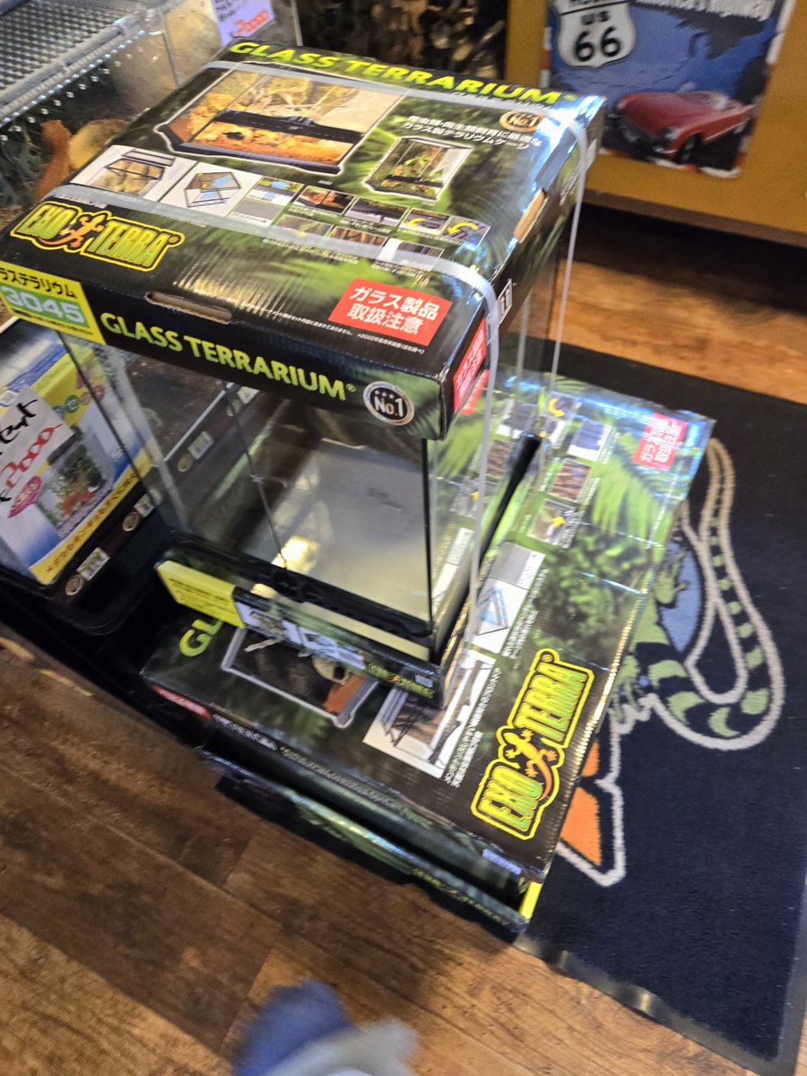 ⭐️間もなく終了します⭐️爬虫類ゲージ 爬虫類専門店【𝙳𝙸𝚉𝚉𝚈 𝙿𝙾𝙸𝙽𝚃】東京第002225 on X