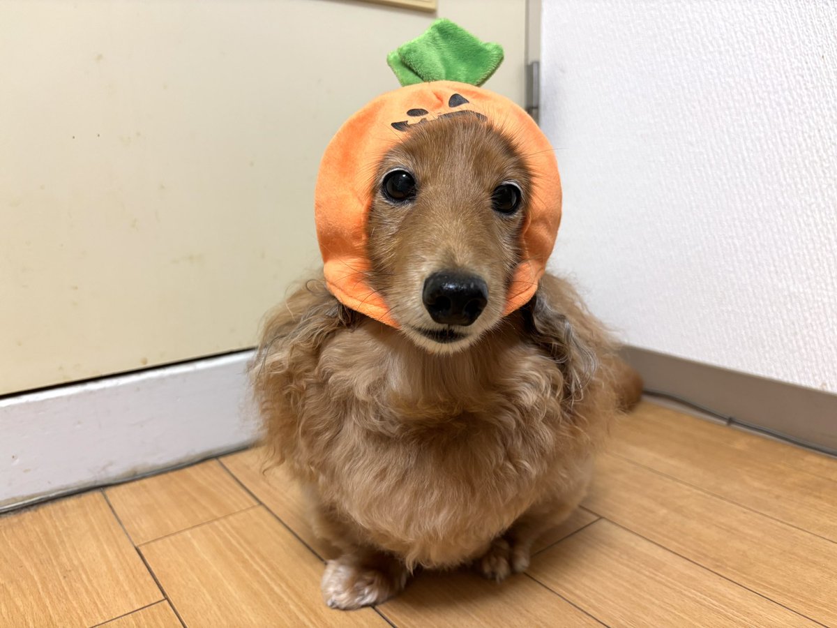 tibi_makiusa's tweet image. 🎃 Happy Halloween 👻

#犬好きさんと繋がりたい