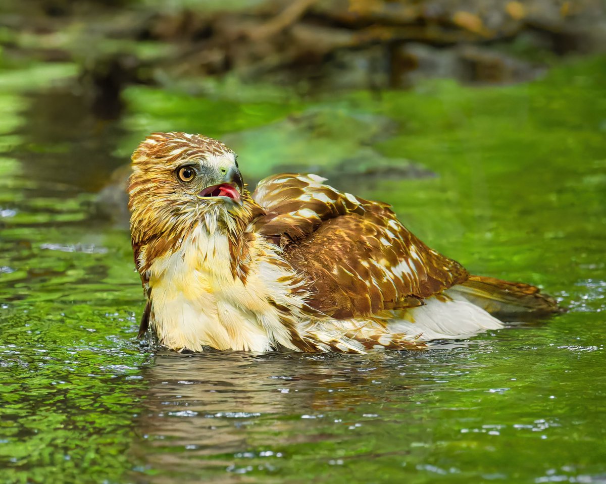 RubenGi02391602's tweet image. Red-tailed Hawk - RTHs will bathe to keep their feathers clean and removing parasites is an important process for them. Taken at the Loch stream  #birdcpp @BirdCentralPark