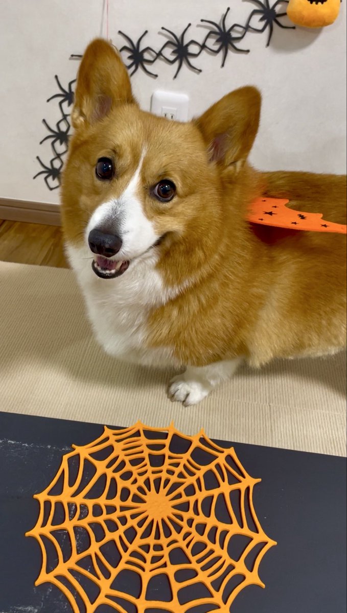 corgi_616161's tweet image. 🎃ハッピーハロウィン🎃
🐶「いたずらしまくるぞ！！！」
#コーギー #corgi #もふもふ #コーギーのいる暮らし