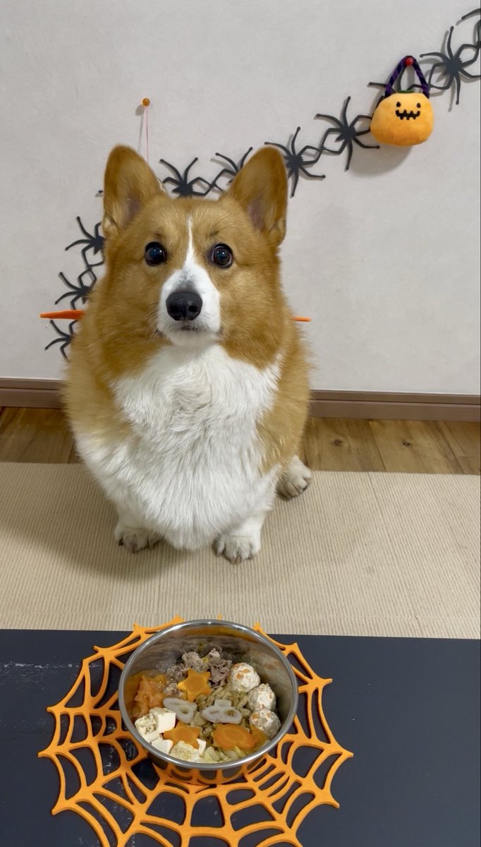 corgi_616161's tweet image. 🎃ハッピーハロウィン🎃
🐶「いたずらしまくるぞ！！！」
#コーギー #corgi #もふもふ #コーギーのいる暮らし