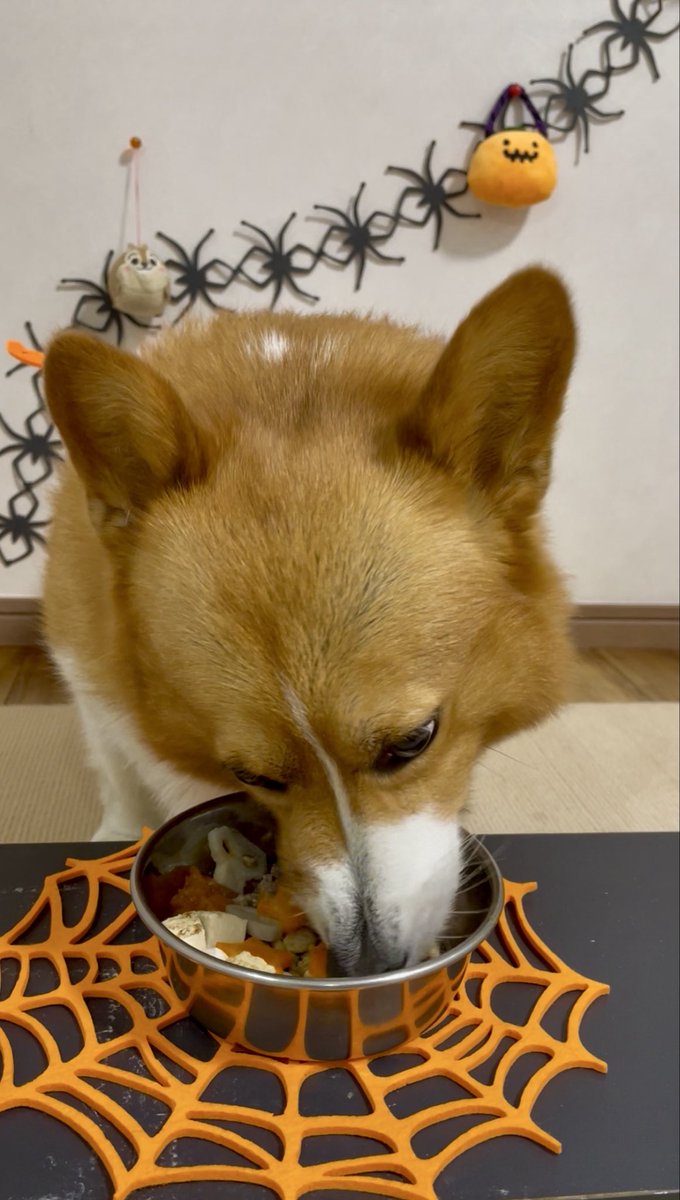 corgi_616161's tweet image. 🎃ハッピーハロウィン🎃
🐶「いたずらしまくるぞ！！！」
#コーギー #corgi #もふもふ #コーギーのいる暮らし