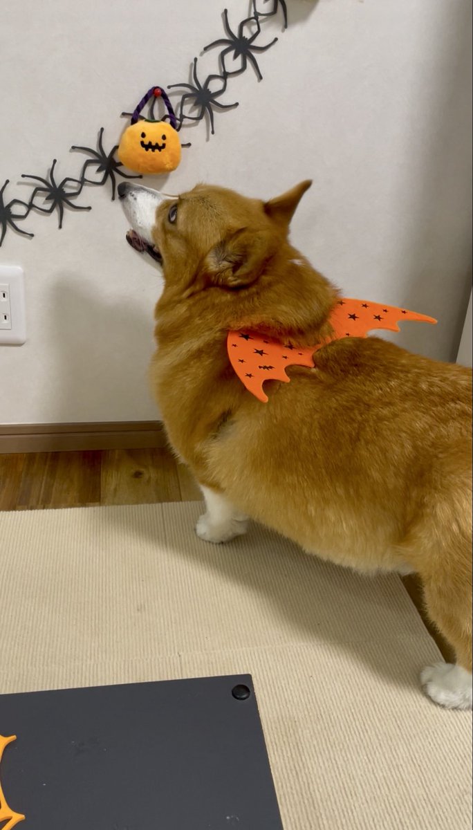 corgi_616161's tweet image. 🎃ハッピーハロウィン🎃
🐶「いたずらしまくるぞ！！！」
#コーギー #corgi #もふもふ #コーギーのいる暮らし