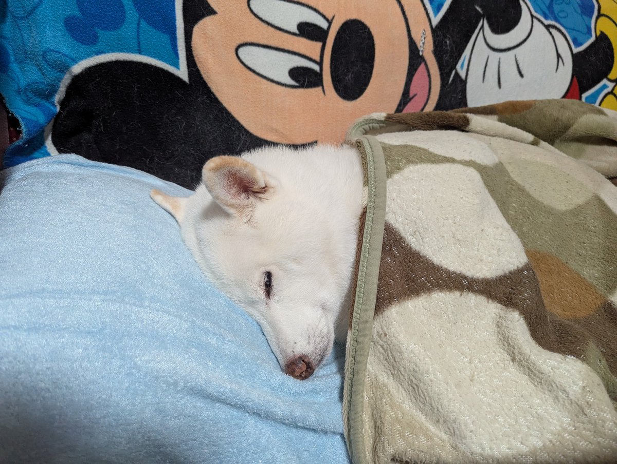 ミイ@（白柴武蔵） on X