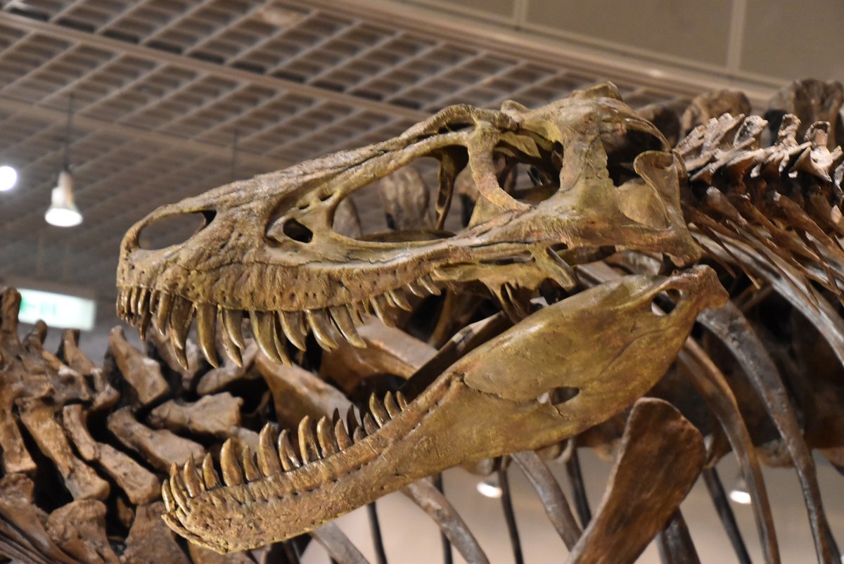 ナノティラヌス、独立種として確認 新研究がティラノサウルスとの別属