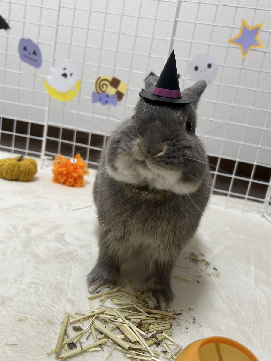 🩶うさぎのもふ (@MFZooo_) / Posts and Replies / X