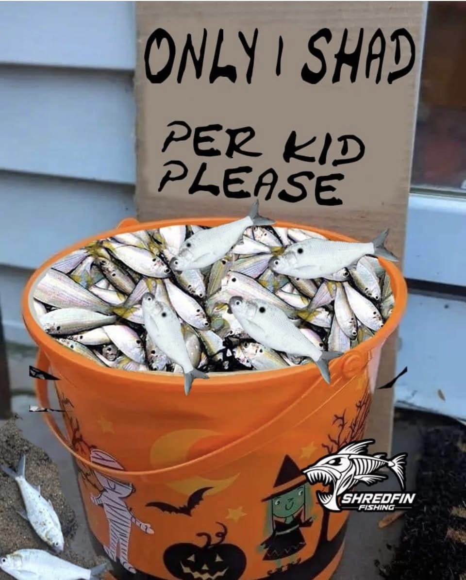 Happy Halloween!

Will your shad be a trick or a treat, or even maybe bait? - ShredFin

#TheReelLife #HappyHalloween #halloween #trick #treat #fishing #shad