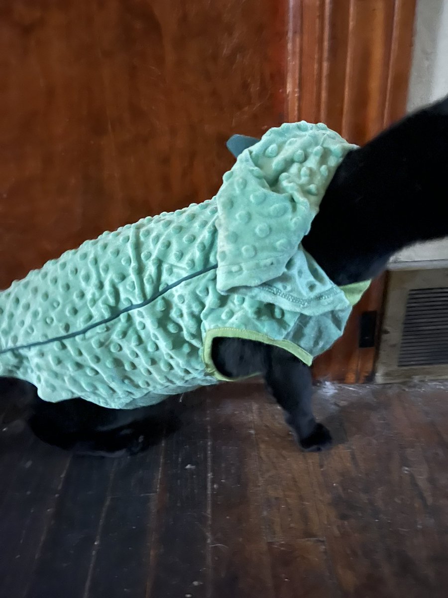 Moyshacat's tweet photo. Happy Halloween, pals!! Moysha is a pickle!! https://t.co/5oftaDXznX