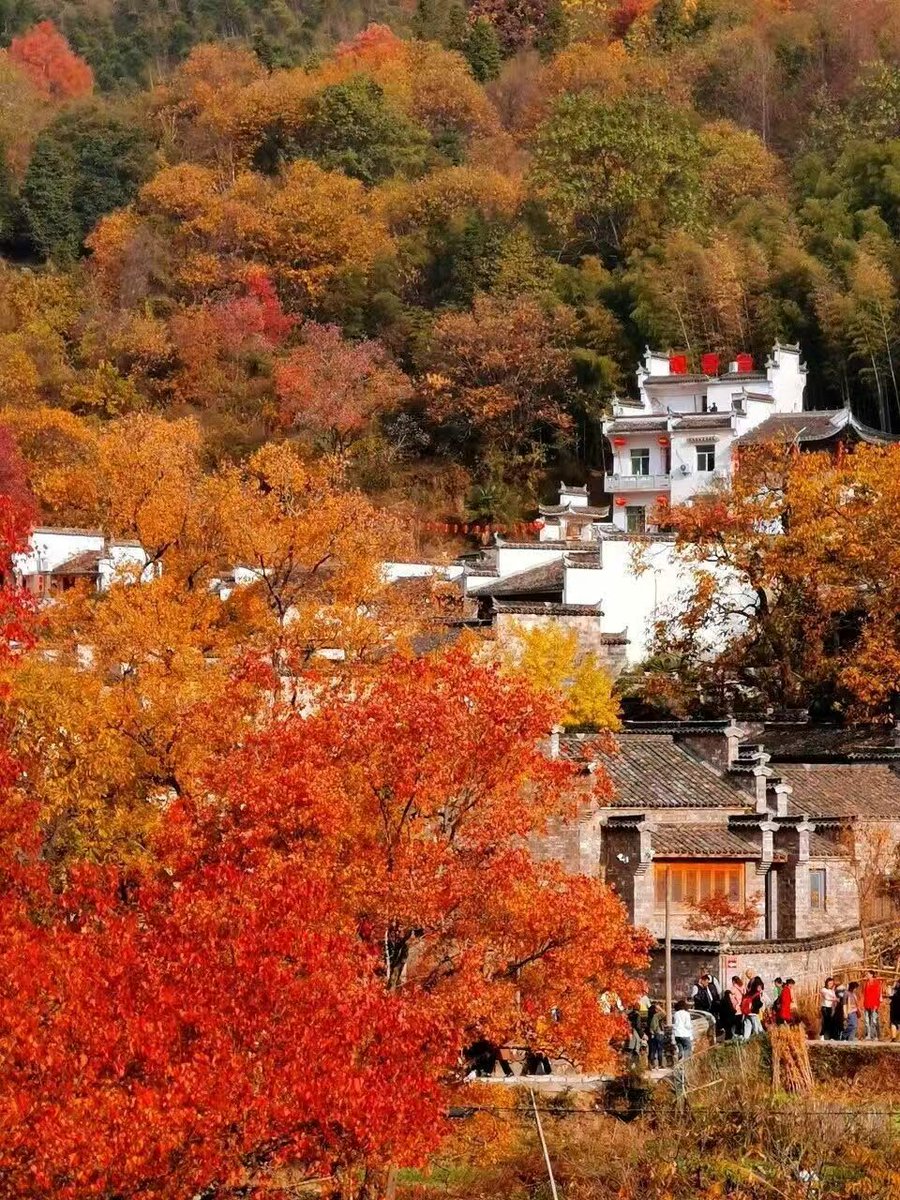 LikeBinzhou's tweet photo. 【Highly Recommended Autumn Hiking Routes in China】Hiking in Southern Anhui: where #autumn shows off its best colors! Southern #Anhui in autumn is a true hidden gem for hikers, known as one of China’s top four leaf-peeping destinations! https://t.co/Y0425XY9aL