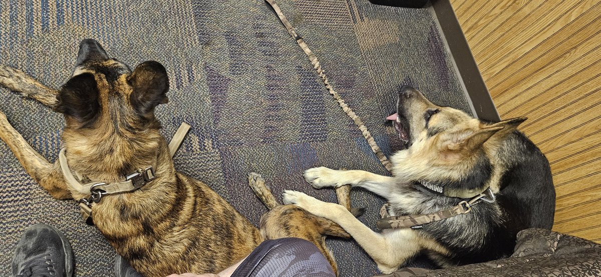 MichaelHelstow1's tweet photo. At my feet and always watching, good dogs https://t.co/bU5Gd6C8US