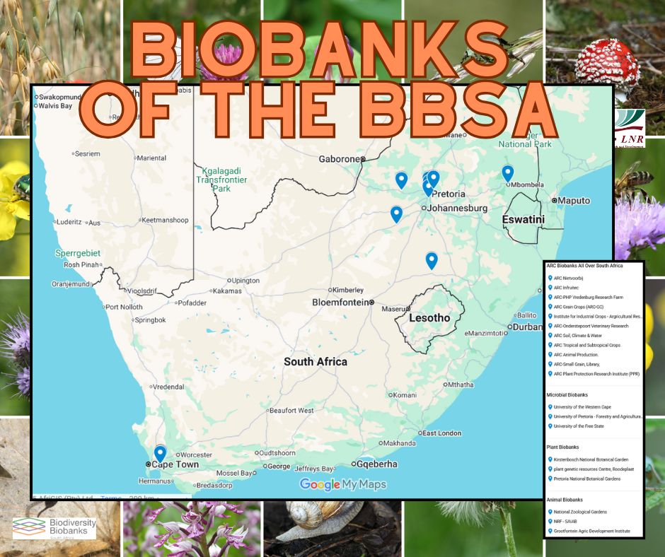 Happy #WorldCitiesDay! Did you know: there are biodiversity biobanks all over South Africa, from the biggest cities to the most rural areas to the wilds of our national parks. Wherever there's biodiversity, there's a BBSA biobank. 

Come meet some of them: bbsa.org.za/meet-the-bioba…