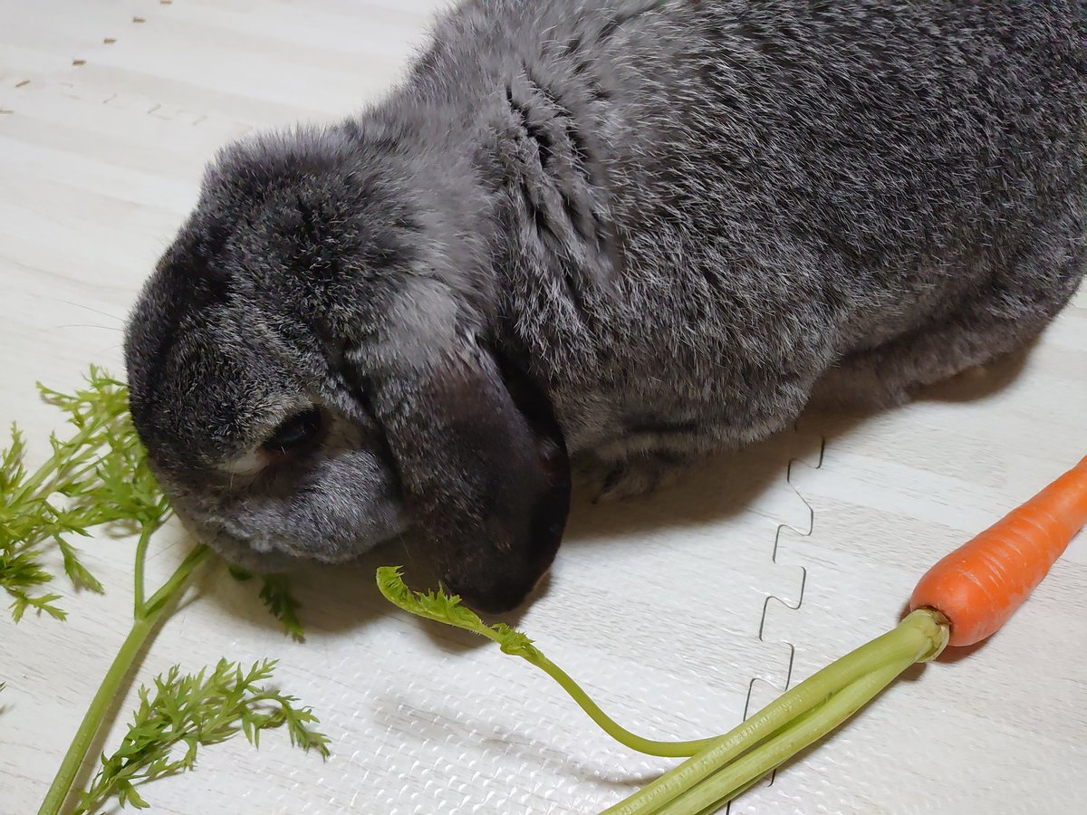 クレープ大好き♡うさぎ Amazon.co.jp: キュート販売 ぬいぐるみ ふわふわうさぎ S 這い