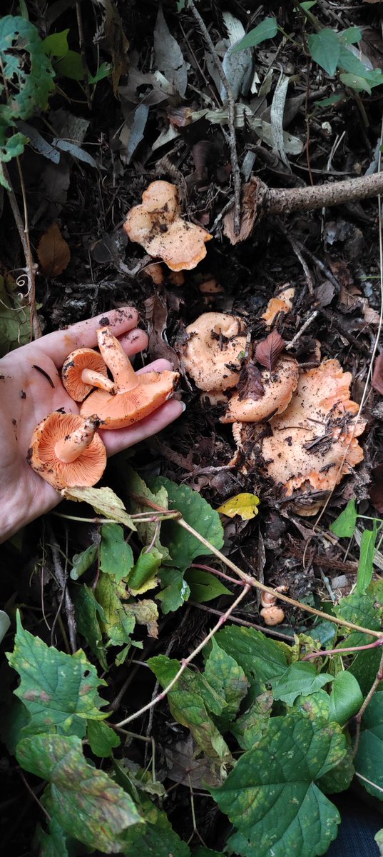 #美しいキノコ選手権
#美しいキノコ選手権2025
地面に埋もれてたアカモミタケ