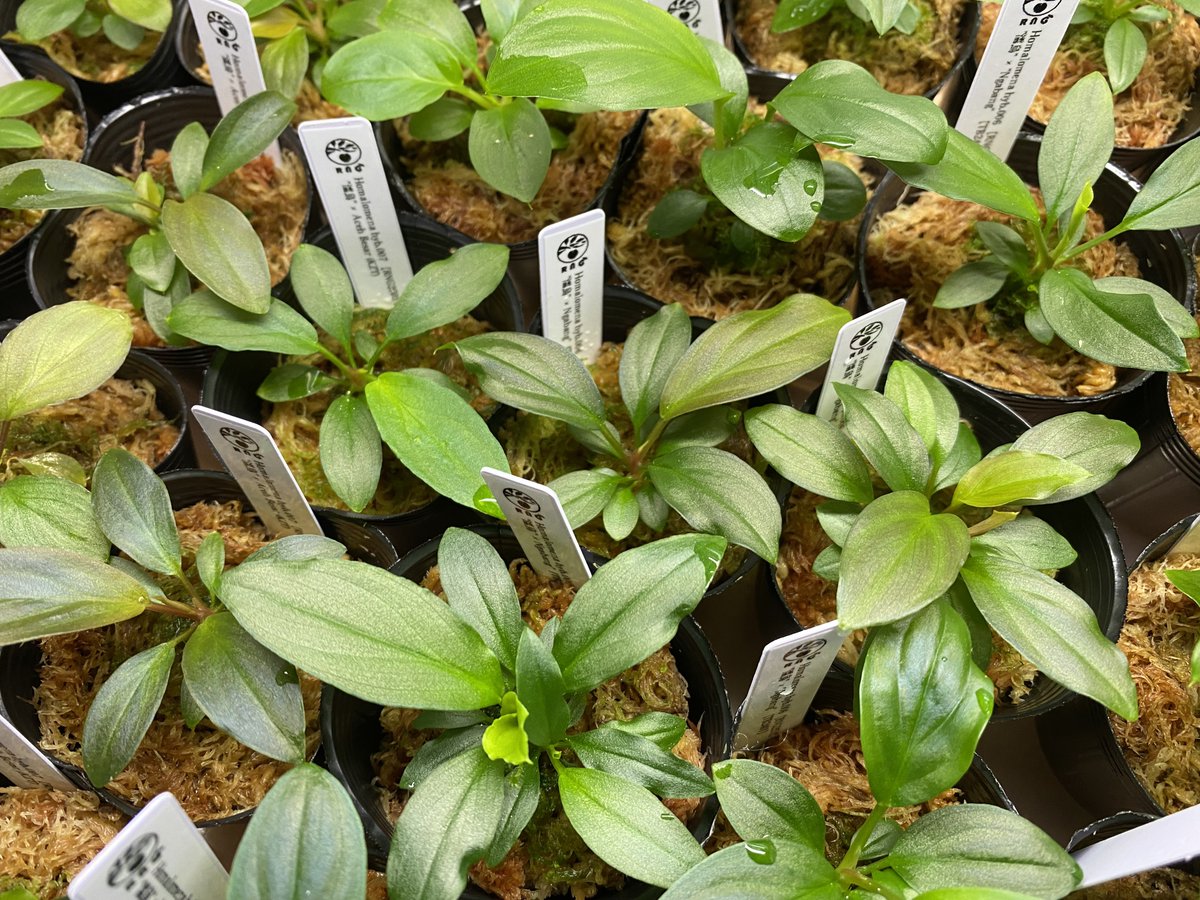 Avajava (@Avajava2) / Posts / X