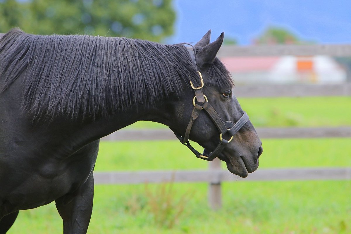 オニャンコポン