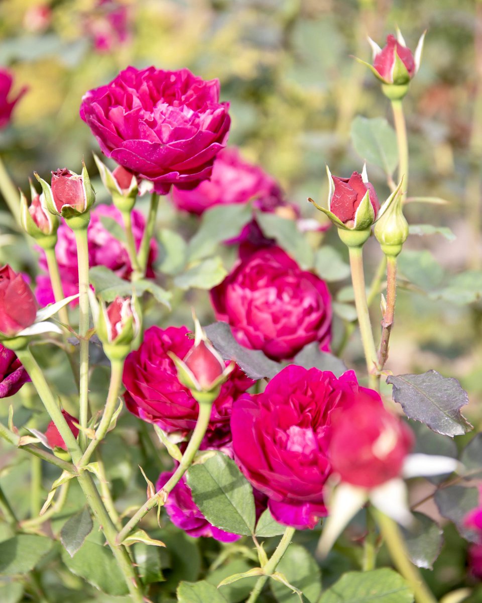 ૮ ֊ ̫ ֊ ა様 リクエスト 2点 バカラルージュ　イングリッシュペアー 横浜イングリッシュガーデン on X