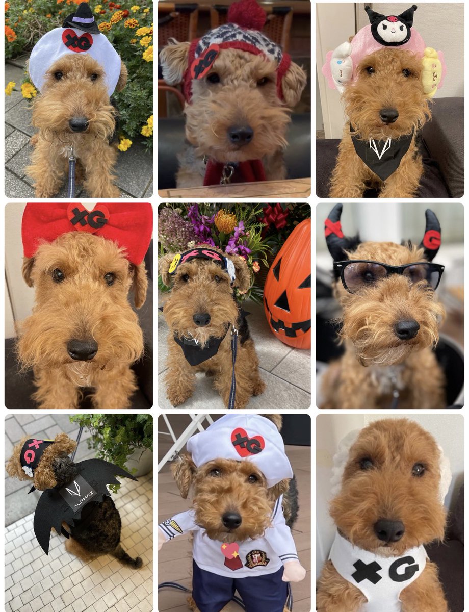 Yuminha cap xg ヒナタ着用 最終値下げ YU'NOW｜ぷるるん谷間のノン