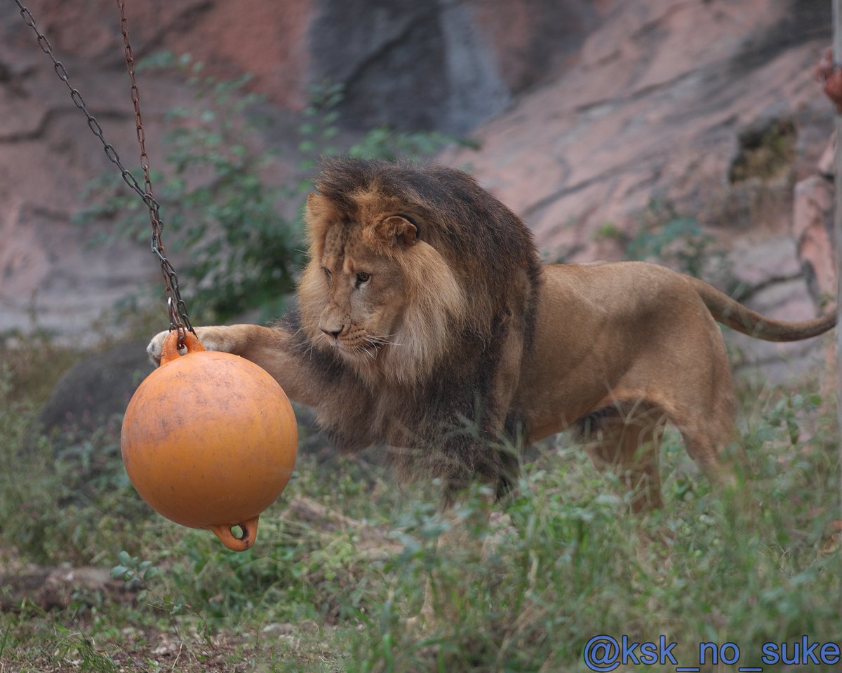 迫力あるライオン rikuzuaka on X