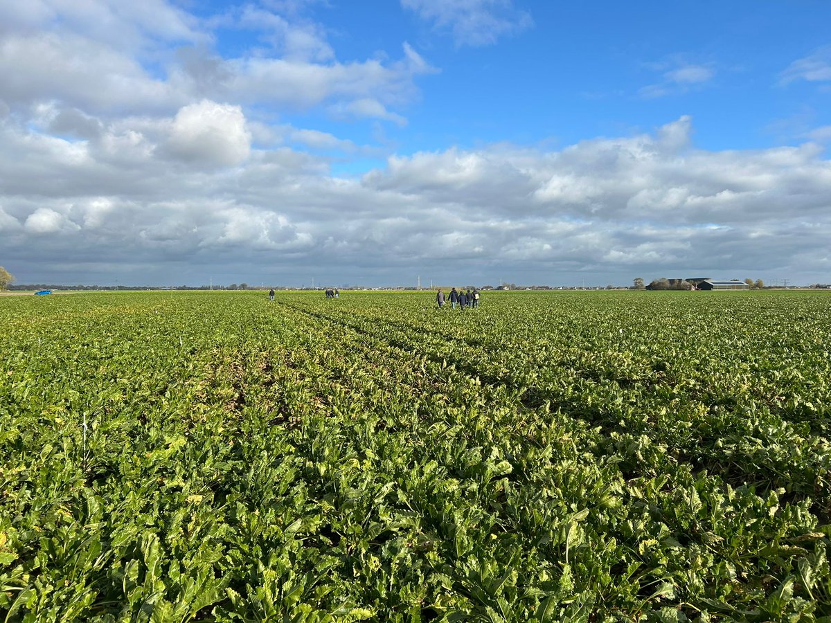 🌱Met een groot deel van onze adviseurs en verschillende fabrikanten bekeken we de resultaten op ons proefveld met suikerbieten.

Op dit proefveld worden diverse gewasbeschermingsmiddelen vergeleken, omdat resistentie in het gewas bij een deel van de nog in te zetten middelen